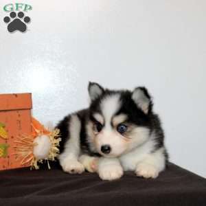 Hamitch, Pomsky Puppy